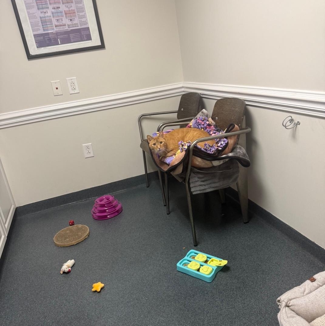 Enlarge Hugo, an adoptable Domestic Short Hair in Philadelphia, PA image 4/6