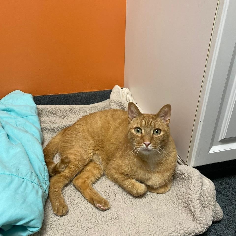 Enlarge Hugo, an adoptable Domestic Short Hair in Philadelphia, PA image 6/6