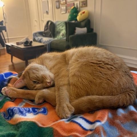 Enlarge Hugo, an adoptable Domestic Short Hair in Philadelphia, PA image 2/6
