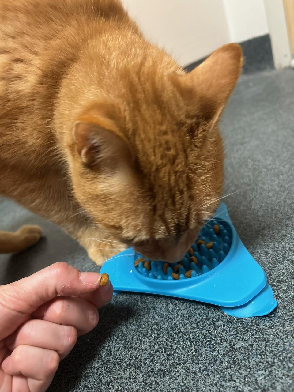 Enlarge Hugo, an adoptable Domestic Short Hair in Philadelphia, PA image 5/6