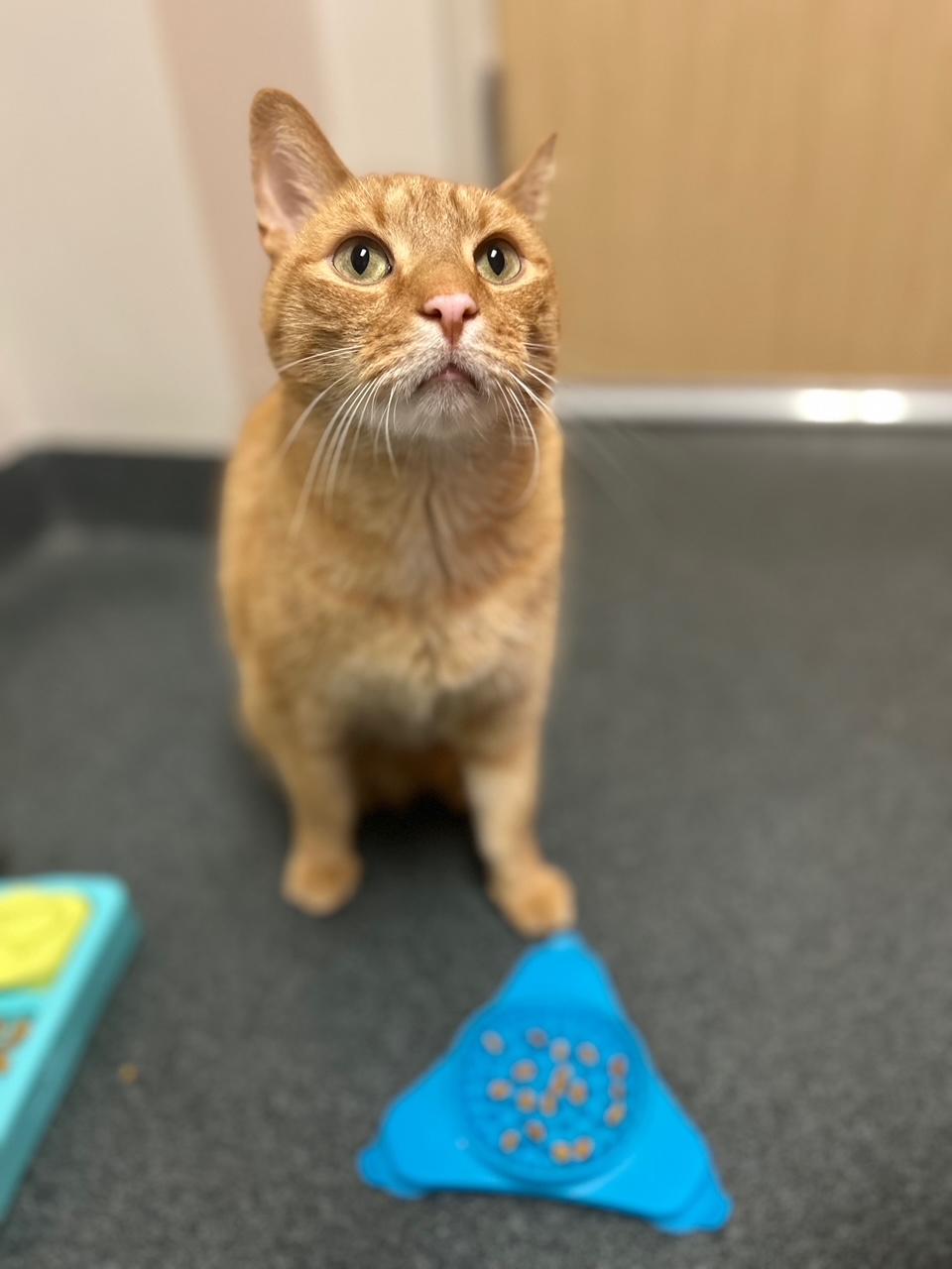 Enlarge Hugo, an adoptable Domestic Short Hair in Philadelphia, PA image 1/6