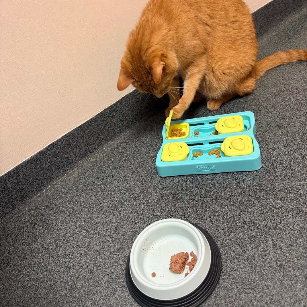 Enlarge Hugo, an adoptable Domestic Short Hair in Philadelphia, PA image 2/6