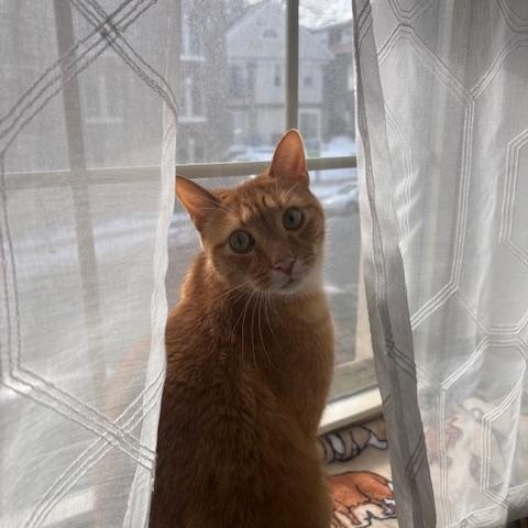 Enlarge Hugo, an adoptable Domestic Short Hair in Philadelphia, PA image 6/6