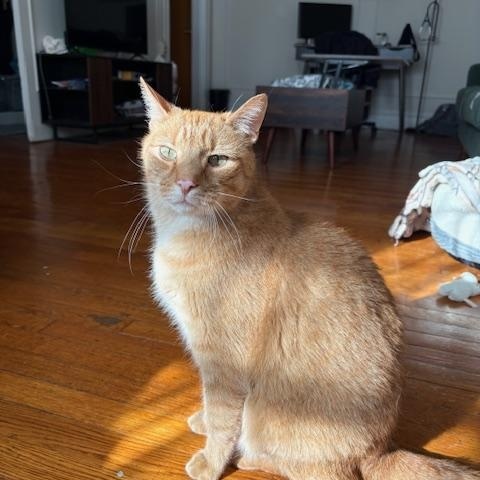 Enlarge Hugo, an adoptable Domestic Short Hair in Philadelphia, PA image 3/6