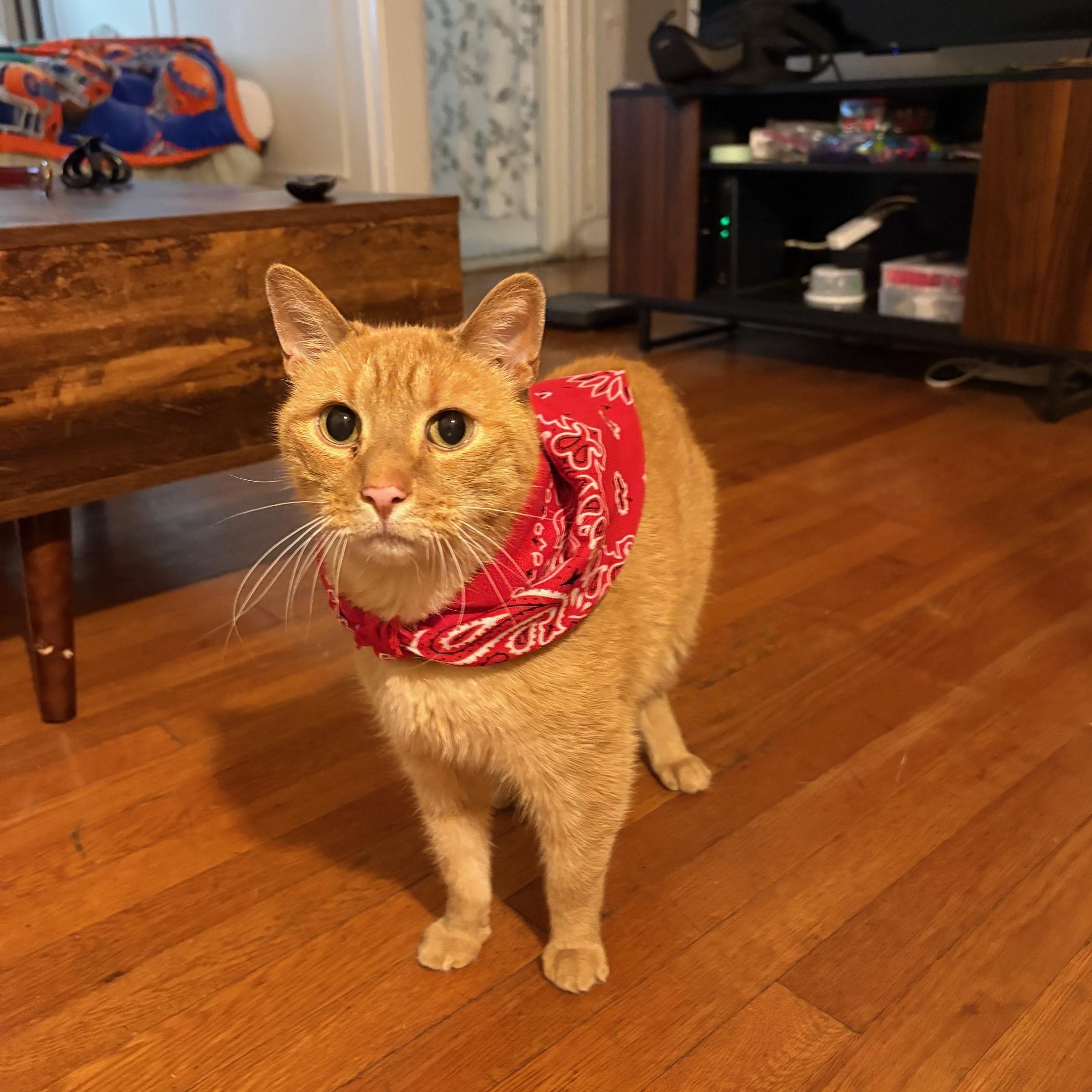 Hugo, adoptable, Adult Male Domestic Short Hair.