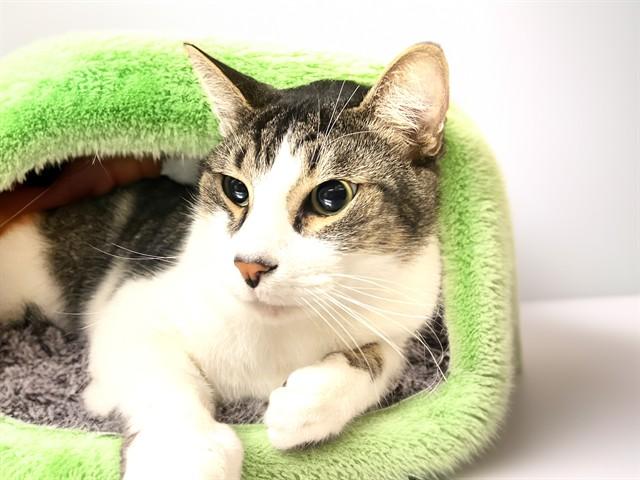 GRAYSON, Adoptable, Young Male Domestic Short Hair.