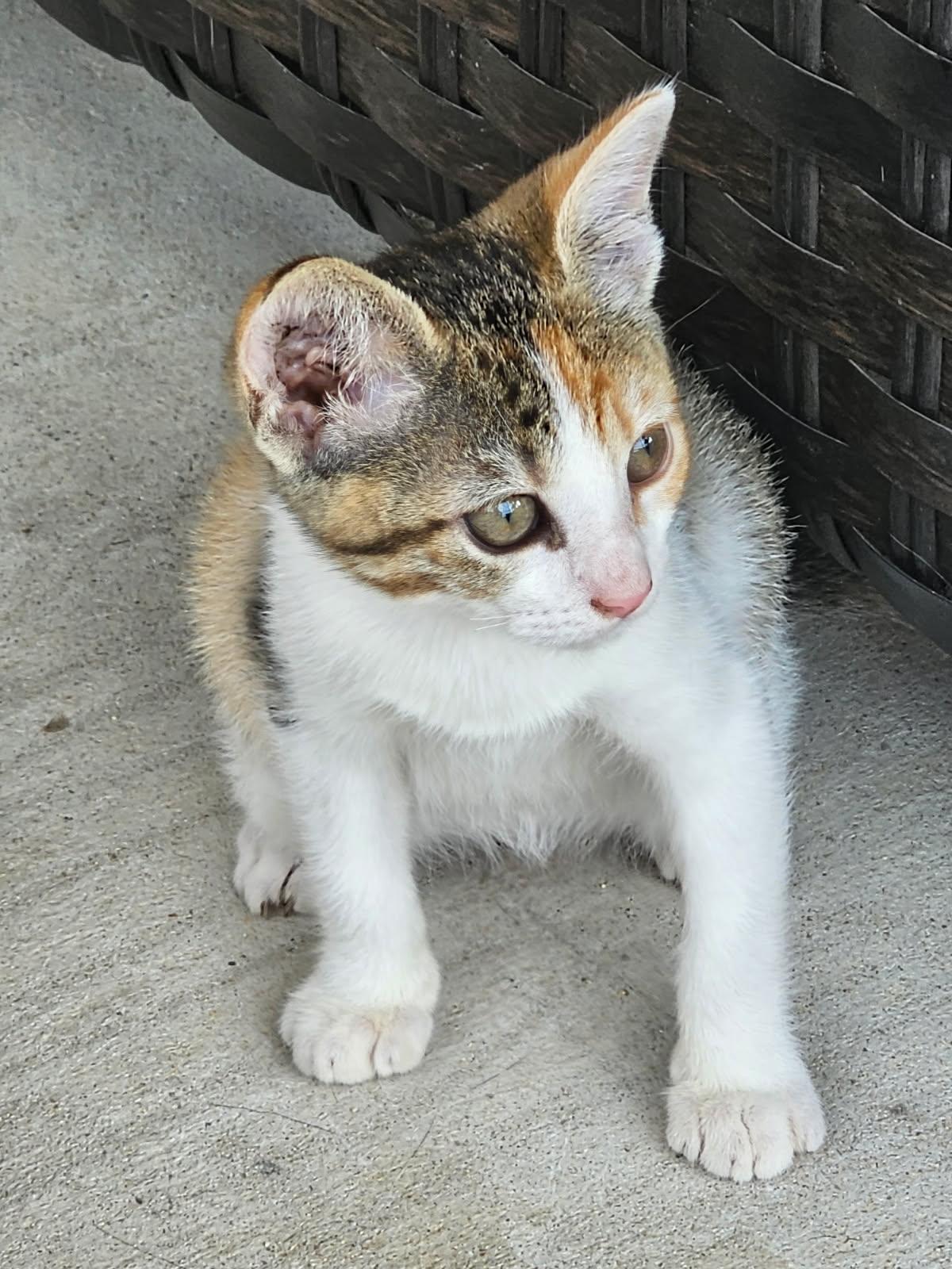 Honey, Adoptable, Kitten Female Calico & Torbie.
