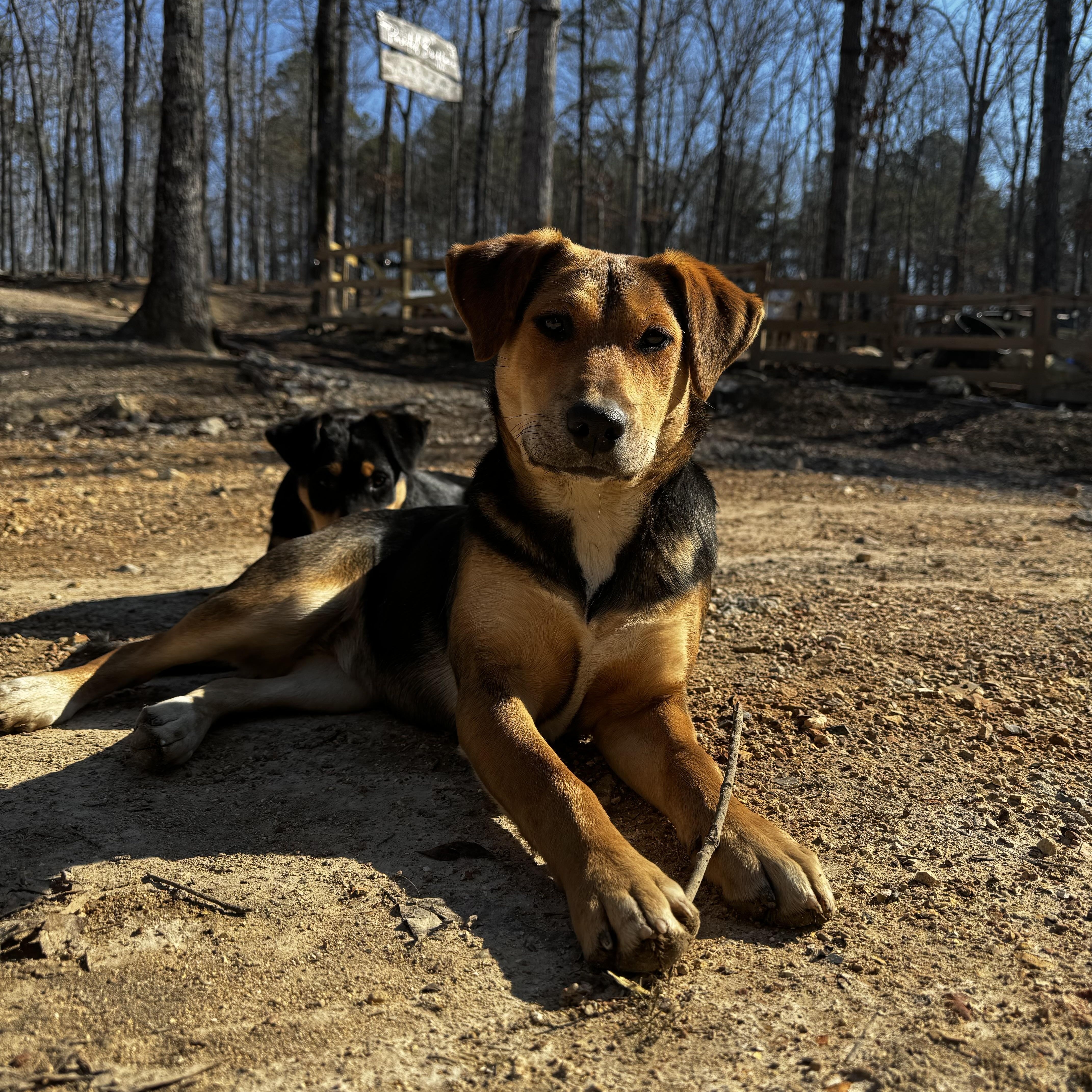 Enlarge Jewel, a Adoptable Australian Cattle Dog / Blue Heeler in Rome, GA image 1/2