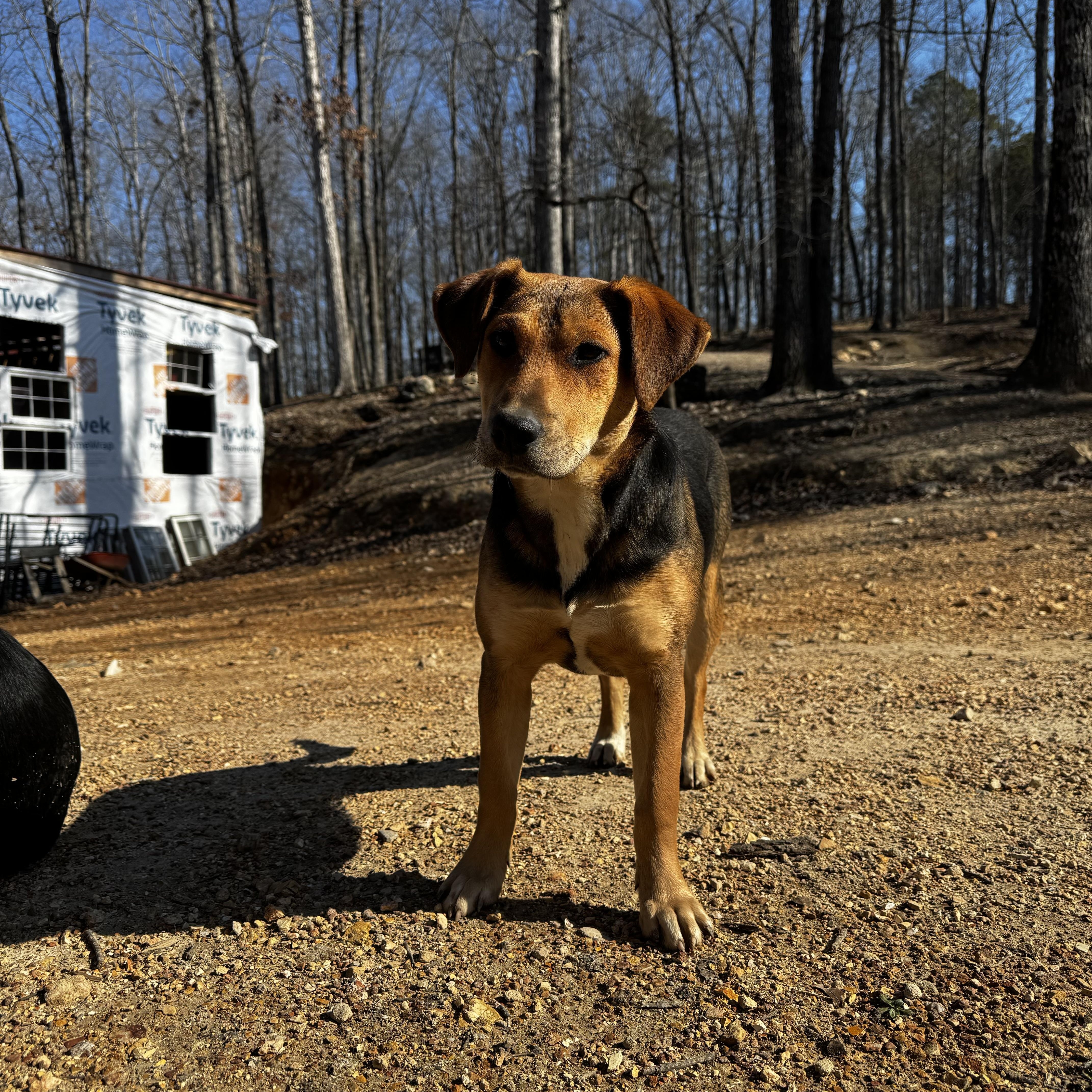 Enlarge Jewel, a Adoptable Australian Cattle Dog / Blue Heeler in Rome, GA image 2/2
