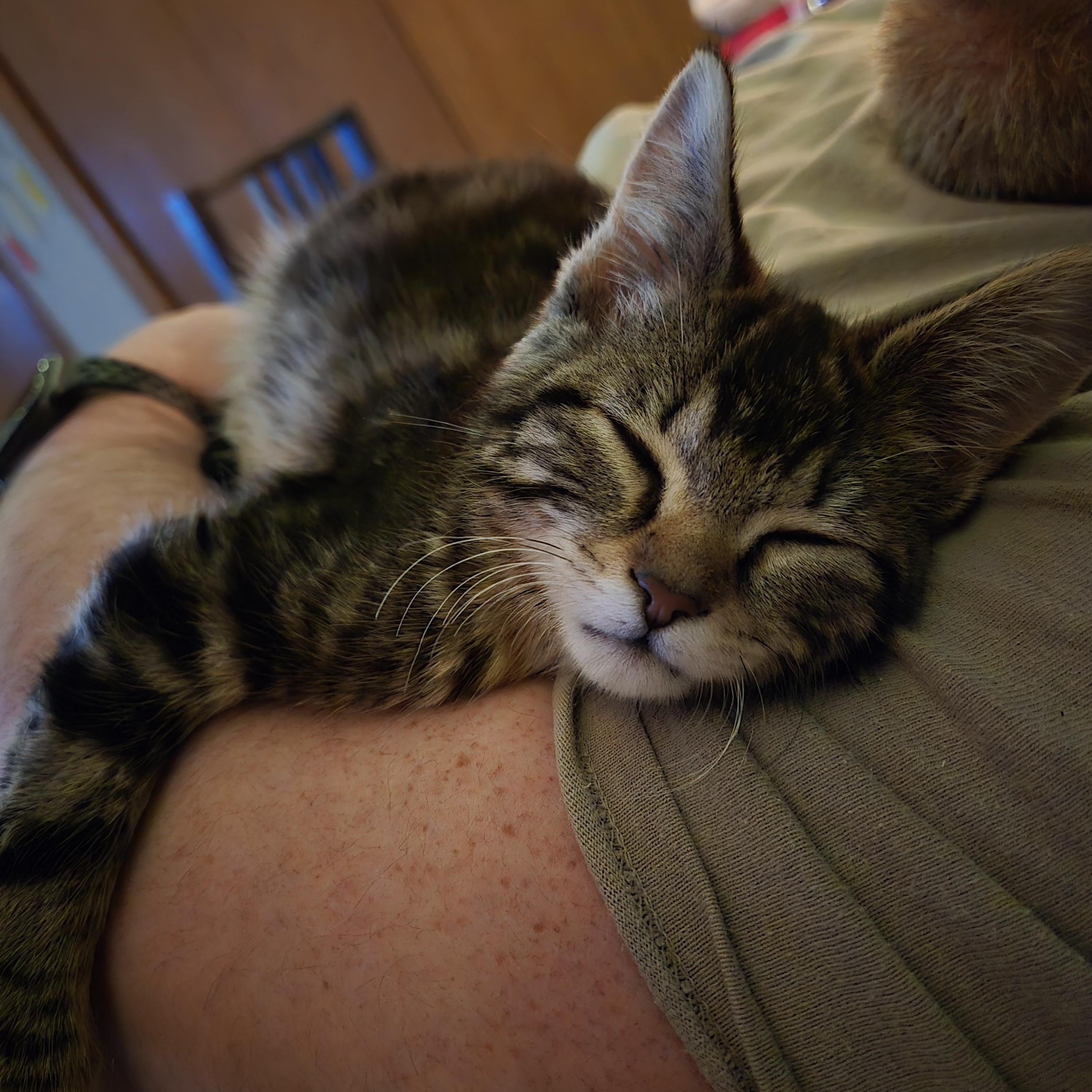 Enlarge Present, a ADOPTABLE Domestic Short Hair in Milwaukee, WI image 5/6