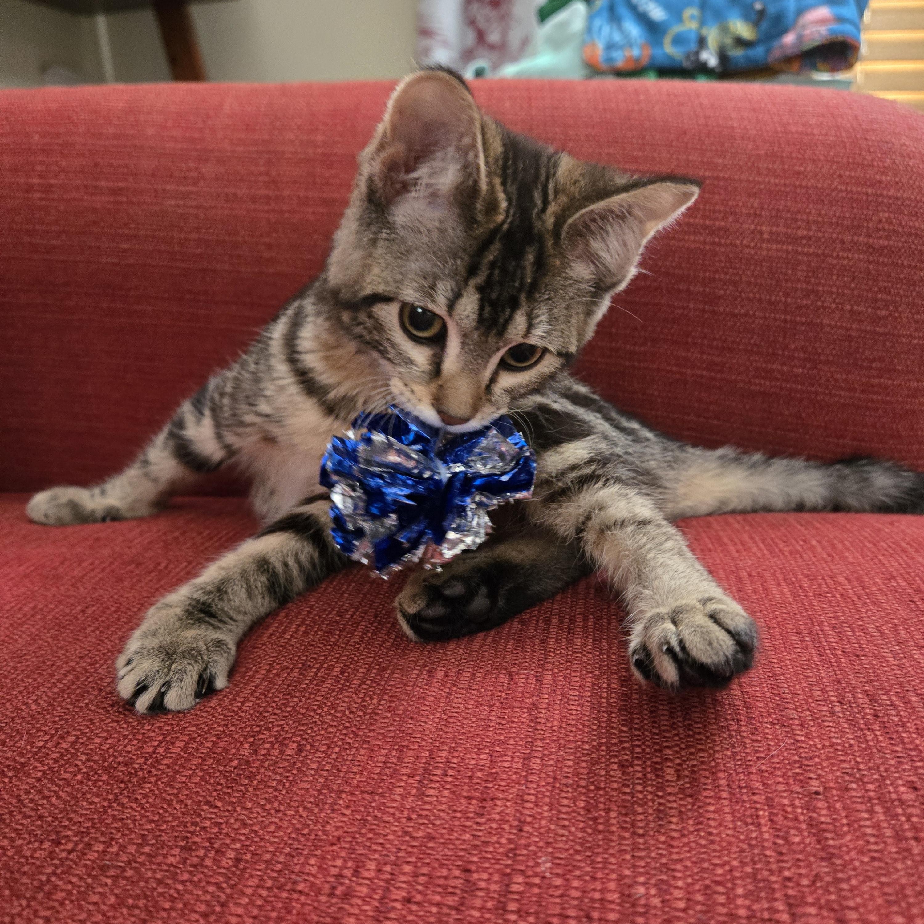 Enlarge Present, a ADOPTABLE Domestic Short Hair in Milwaukee, WI image 1/6