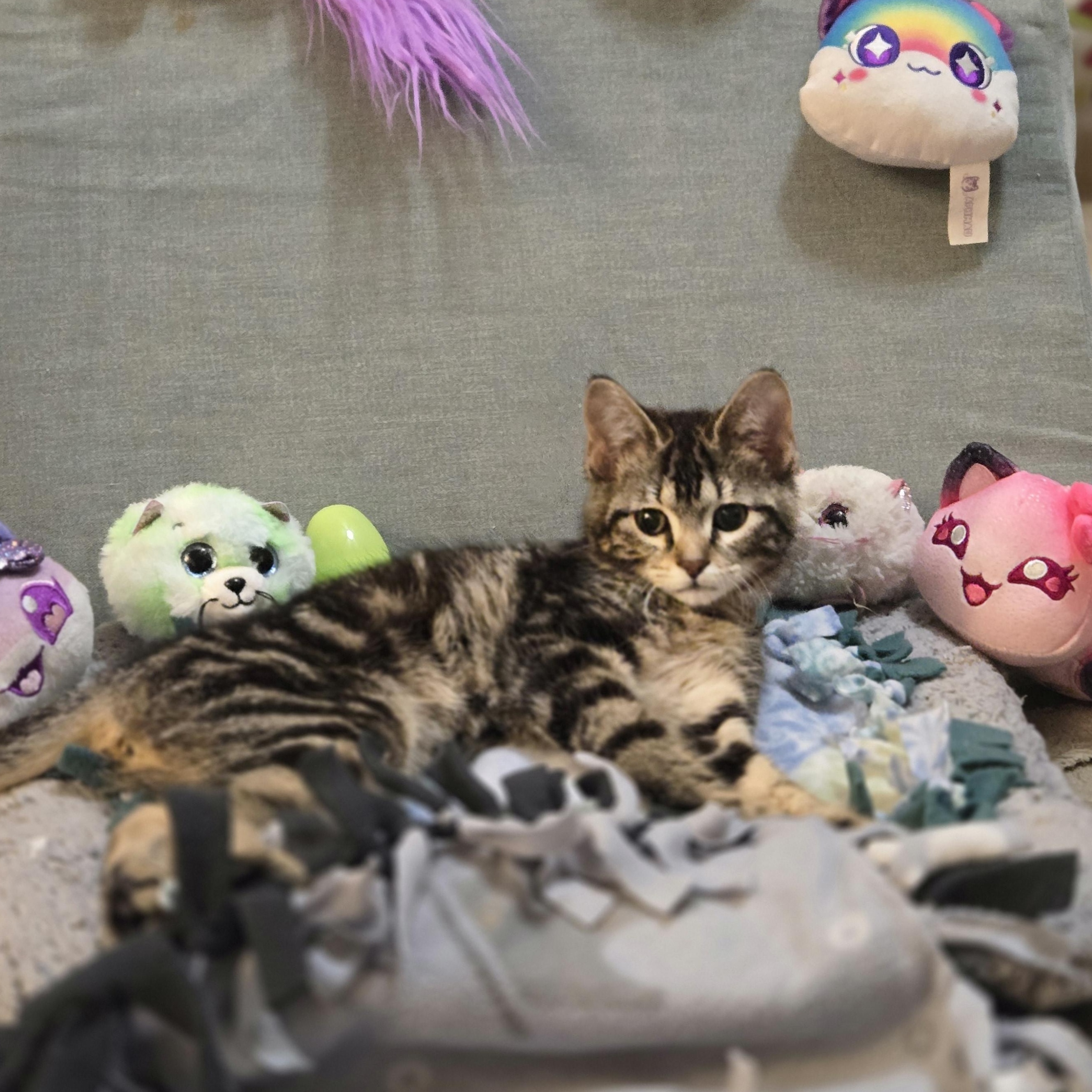 Enlarge Present, a ADOPTABLE Domestic Short Hair in Milwaukee, WI image 6/6