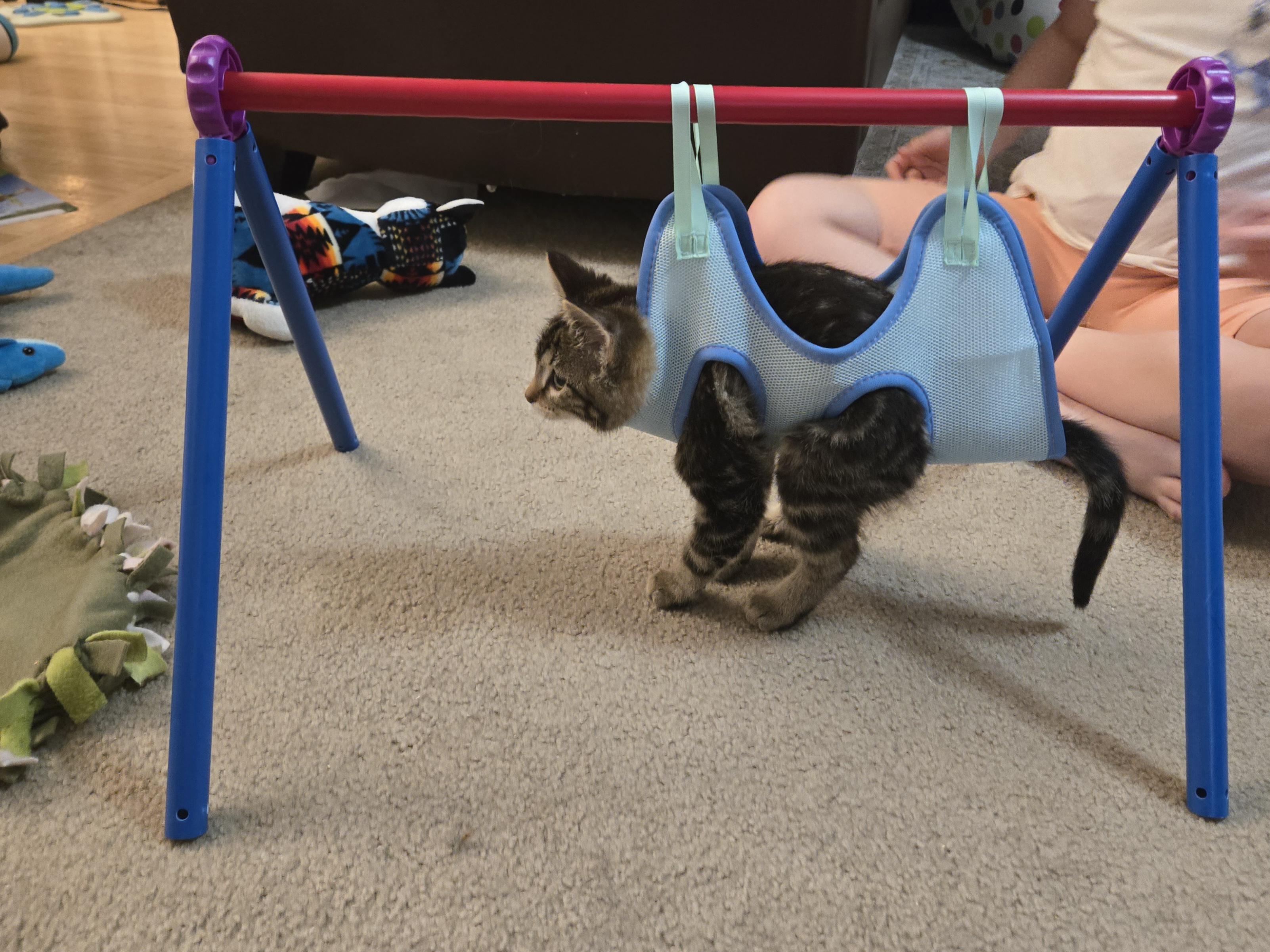 Enlarge Present, a ADOPTABLE Domestic Short Hair in Milwaukee, WI image 2/6