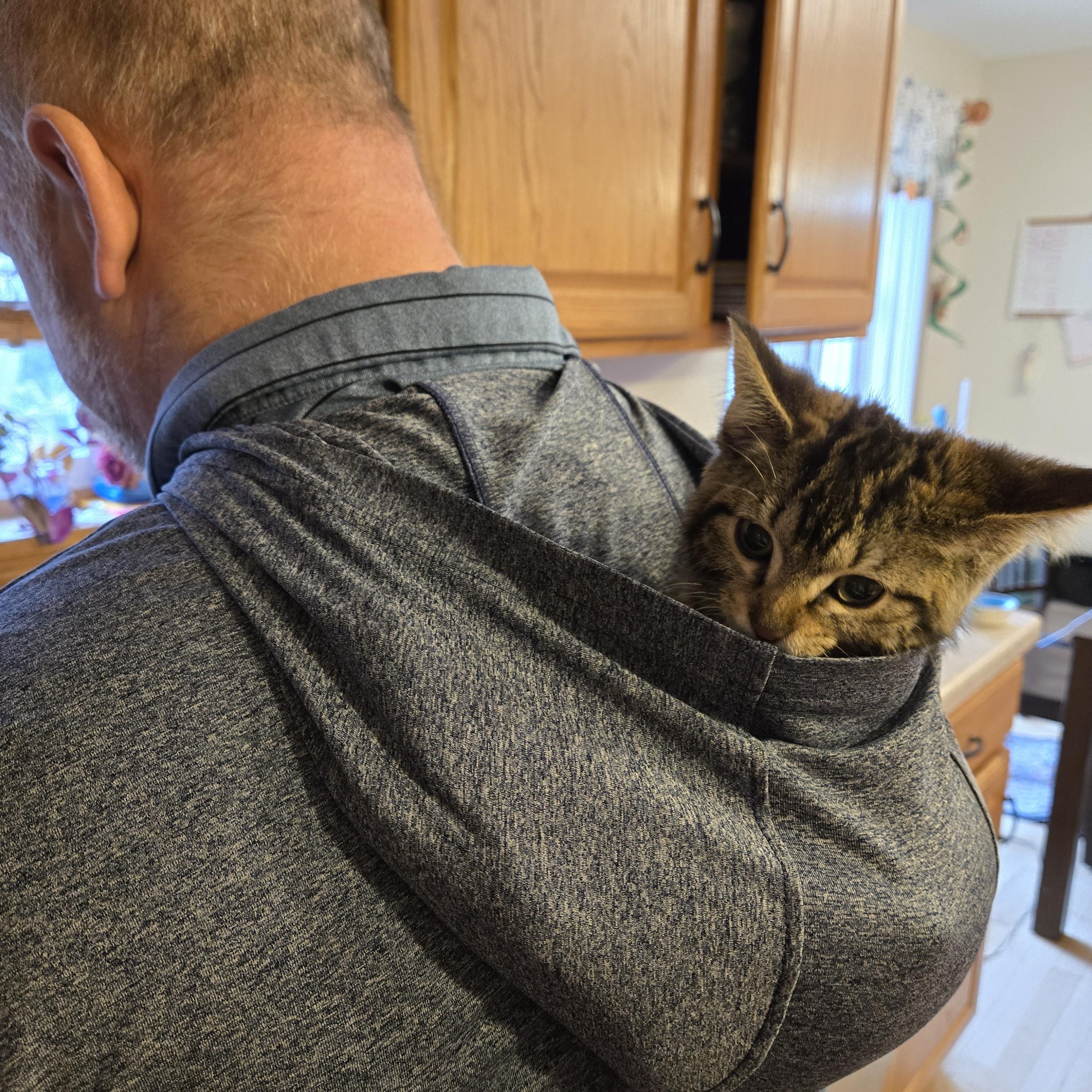 Enlarge Present, a ADOPTABLE Domestic Short Hair in Milwaukee, WI image 3/6