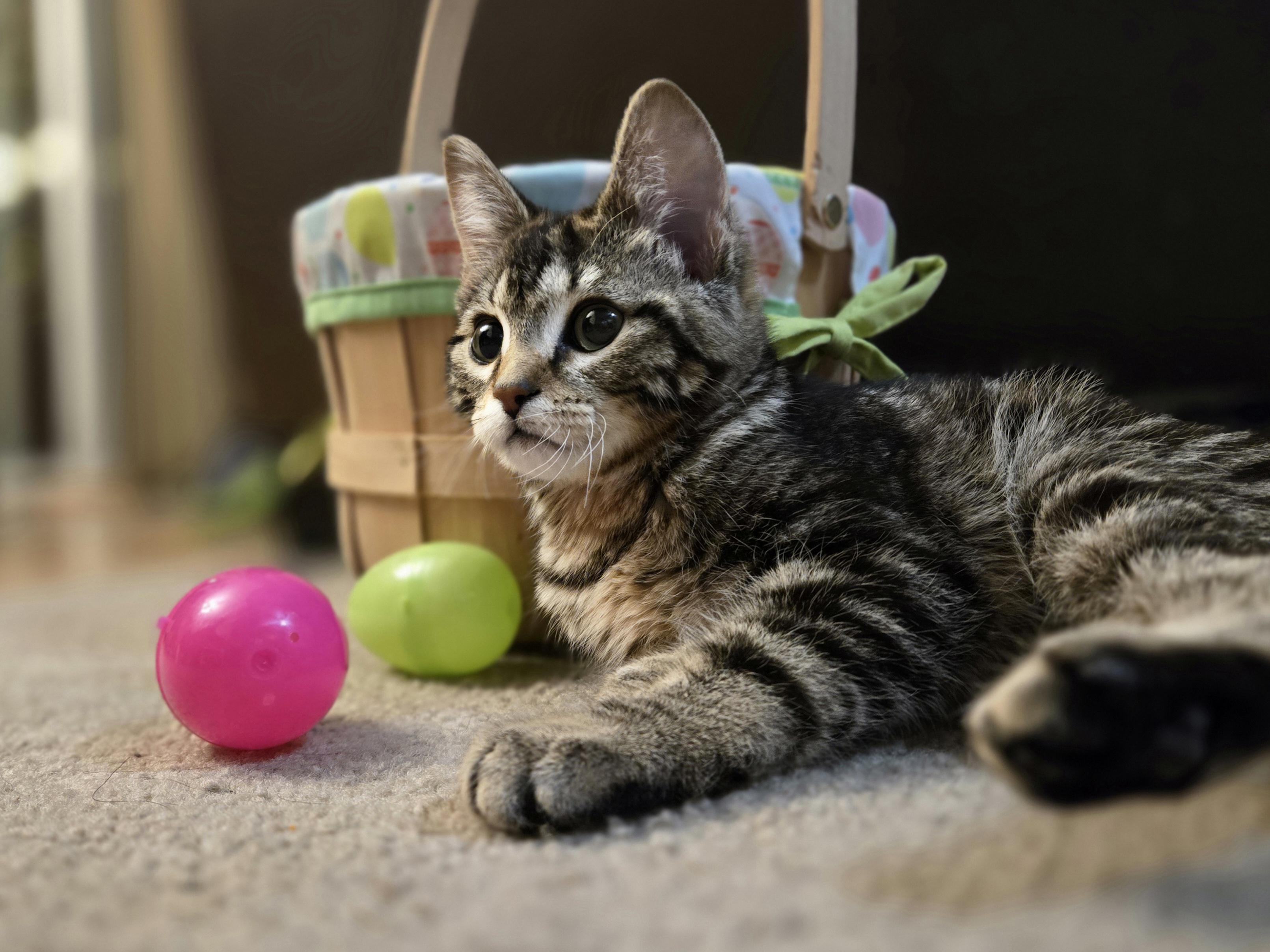 Enlarge Present, a ADOPTABLE Domestic Short Hair in Milwaukee, WI image 4/6