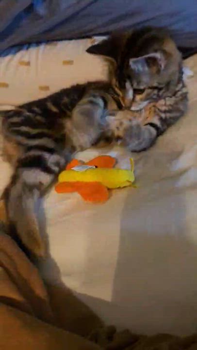 Enlarge Present, a ADOPTABLE Domestic Short Hair in Milwaukee, WI video 6/6