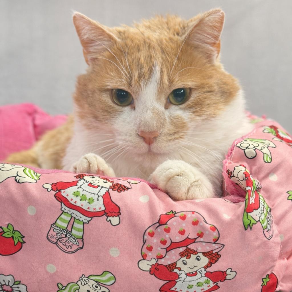 Enlarge Fred ARC2025-505, a Adoptable Domestic Short Hair in Akron, NY image 2/6