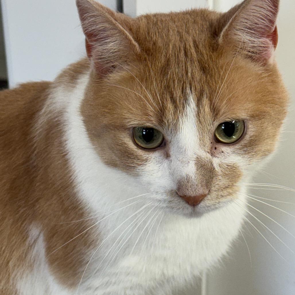 Enlarge Fred ARC2025-505, a Adoptable Domestic Short Hair in Akron, NY image 3/6
