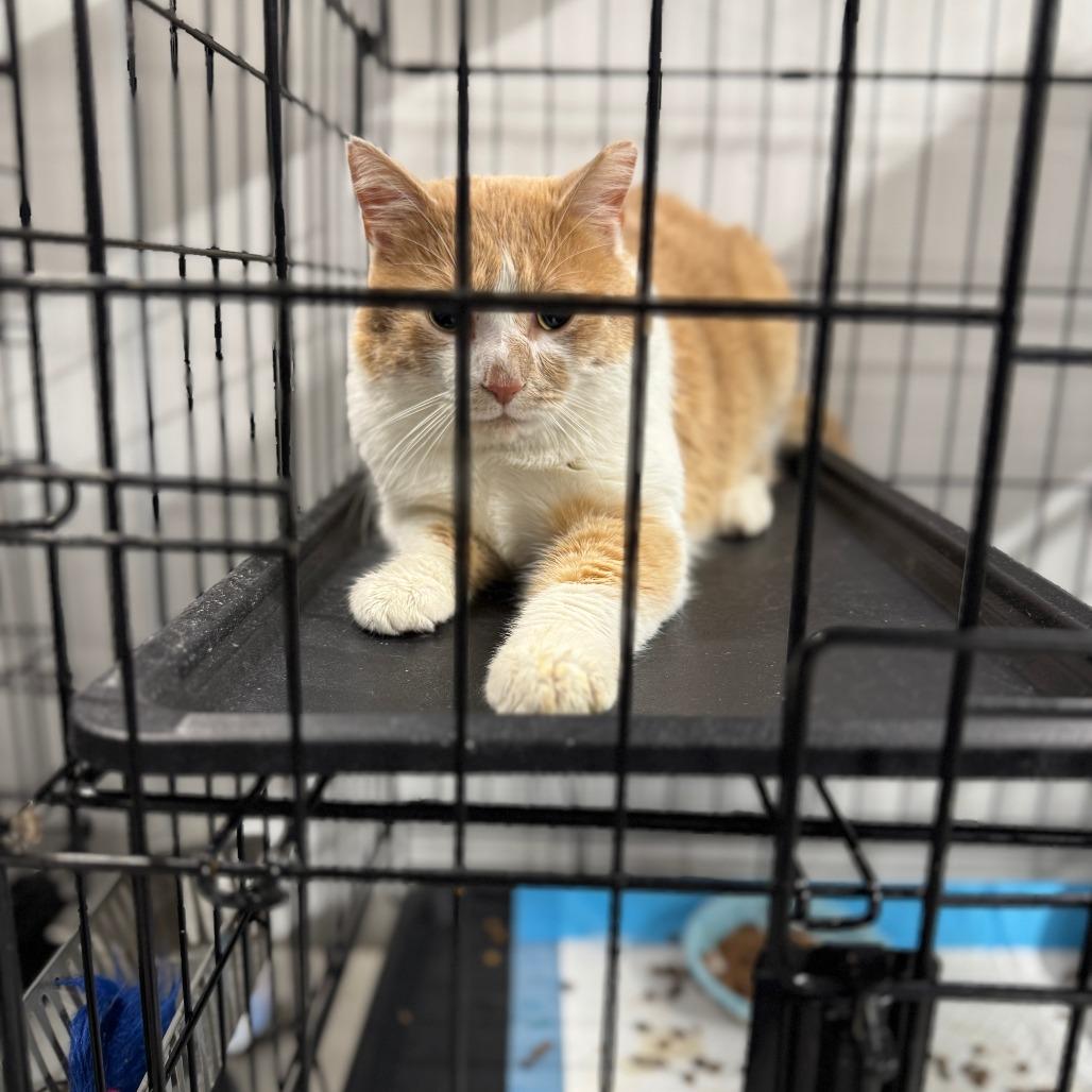 Enlarge Fred ARC2025-505, a Adoptable Domestic Short Hair in Akron, NY image 4/6
