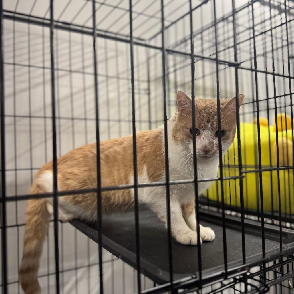 Enlarge Fred ARC2025-505, a Adoptable Domestic Short Hair in Akron, NY image 5/6