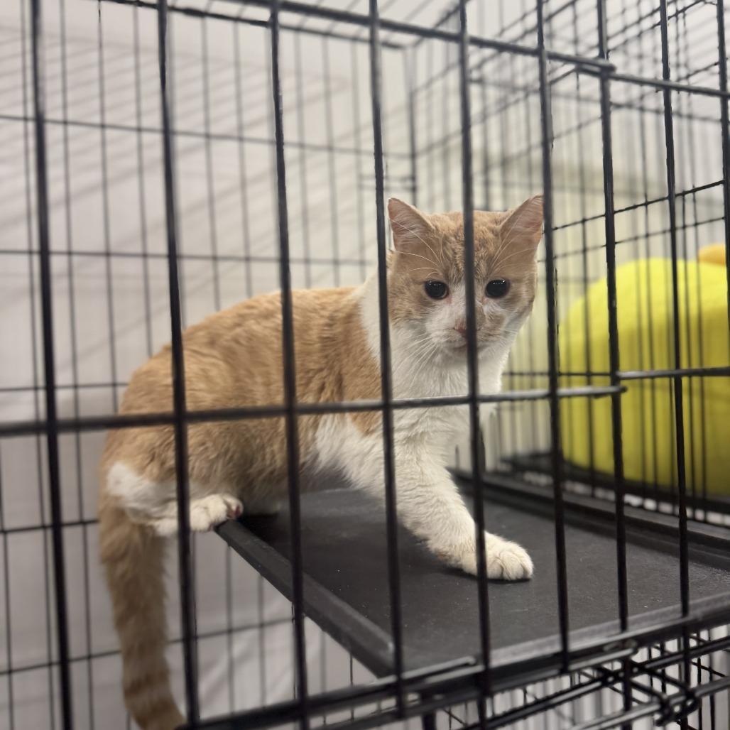 Enlarge Fred ARC2025-505, a Adoptable Domestic Short Hair in Akron, NY image 6/6