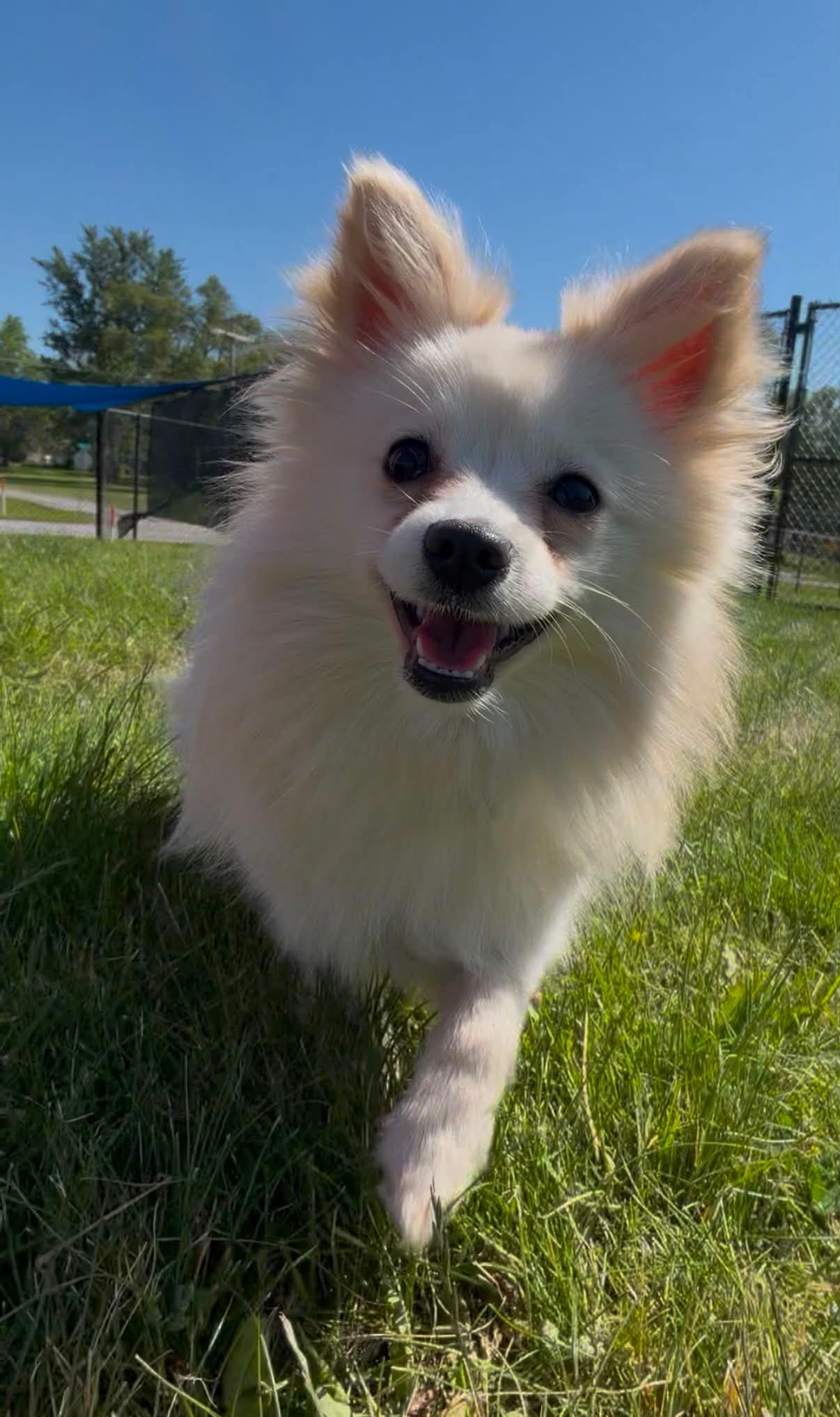 Enlarge Charlene, a Adoptable Schipperke in Fort Wayne, IN image 1/2