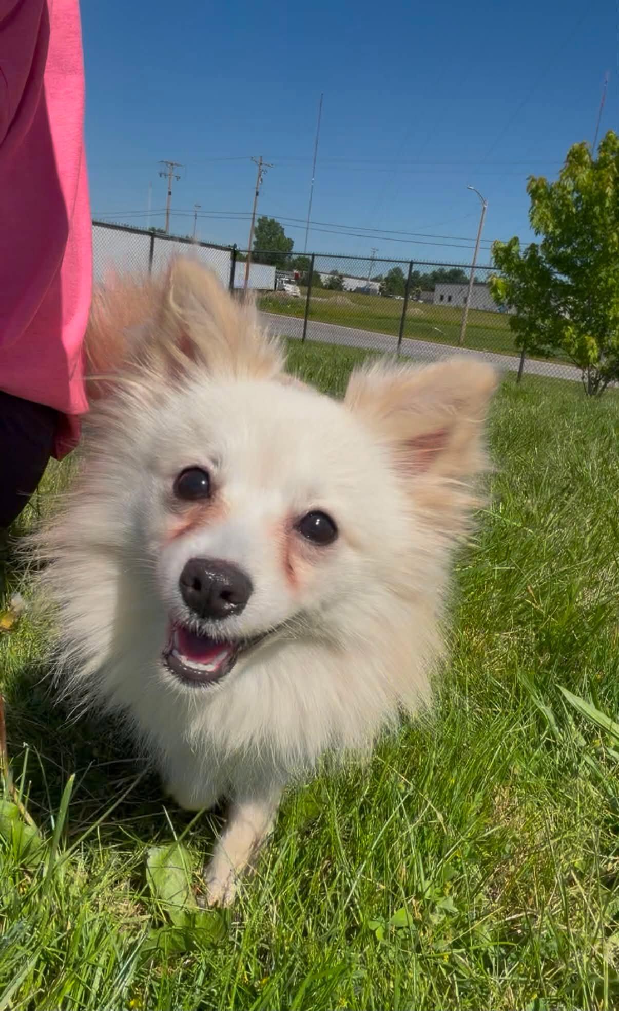Enlarge Charlene, a Adoptable Schipperke in Fort Wayne, IN image 2/2