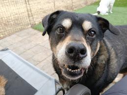 Jax, Senior Male unknown