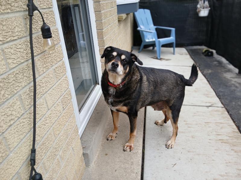 Jax, a Adoptable mixed breed in Whitewater, WI image 2/6