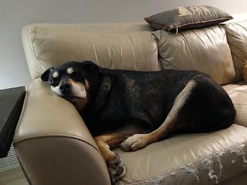 Jax, a Adoptable mixed breed in Whitewater, WI image 3/6