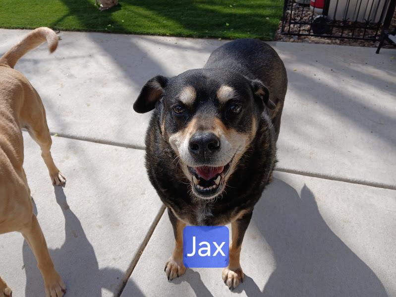 Jax, a Adoptable mixed breed in Whitewater, WI image 4/6