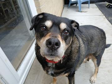 Jax, a Adoptable mixed breed in Whitewater, WI image 5/6