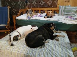 Jax, a Adoptable mixed breed in Whitewater, WI image 6/6