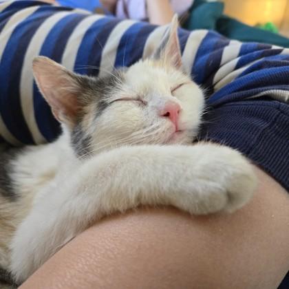 Peppermint Patty, Adoptable, Kitten Female Domestic Short Hair & Domestic Short Hair.