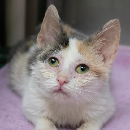 Peppermint Patty, Adoptable, Kitten Female Domestic Short Hair & Domestic Short Hair.