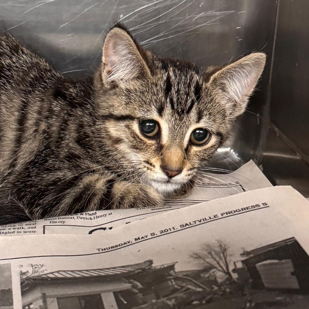 Chili, Adoptable, Young Female Domestic Short Hair.