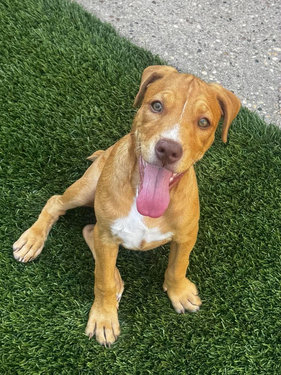 Enlarge Amethyst, a Adoptable Pit Bull Terrier in Mission Viejo, CA image 1/3