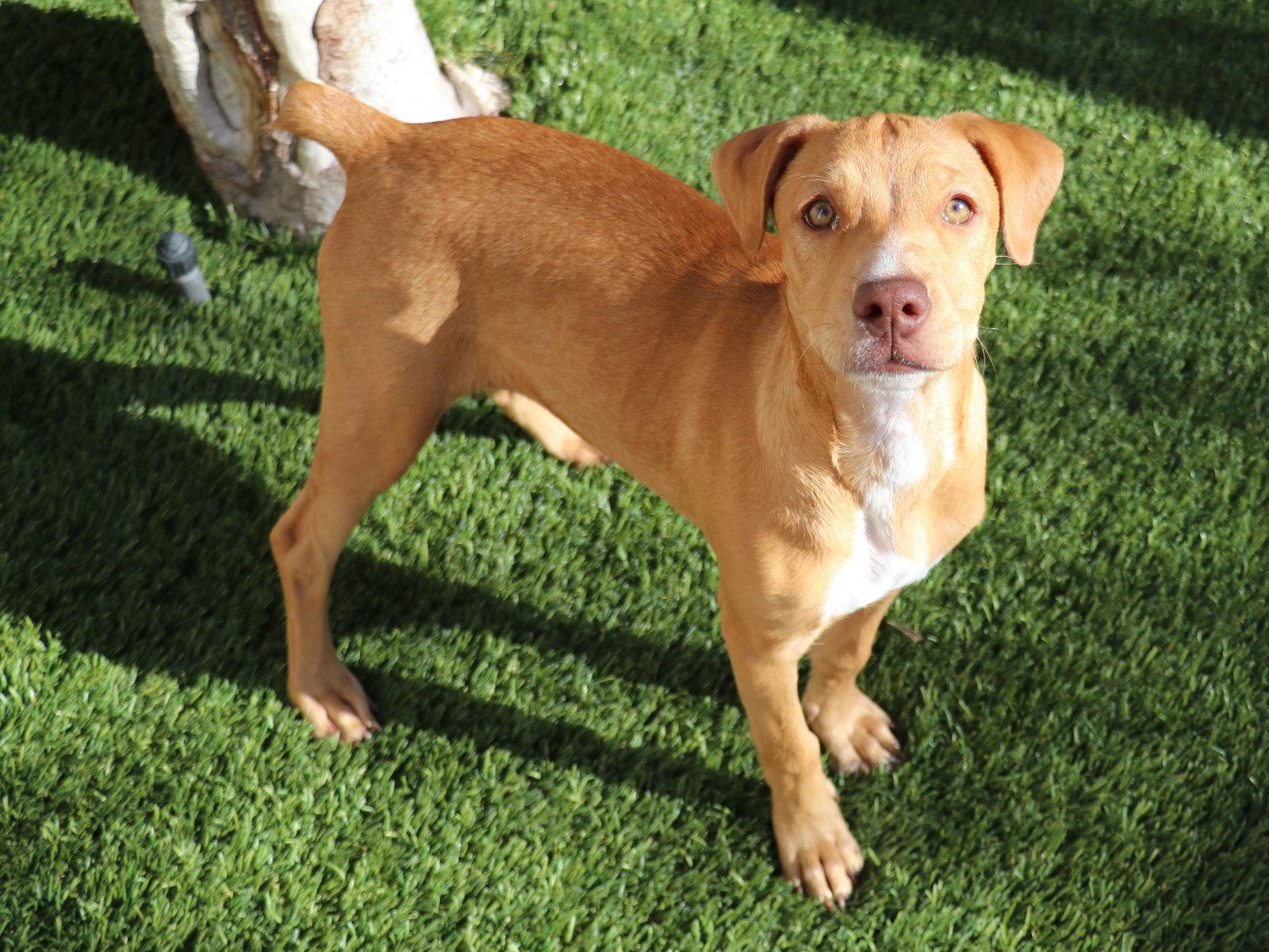 Enlarge Amethyst, a Adoptable Pit Bull Terrier in Mission Viejo, CA image 2/3
