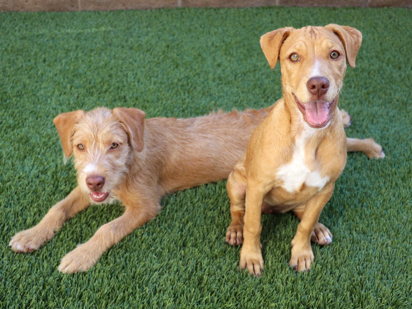Enlarge Amethyst, a Adoptable Pit Bull Terrier in Mission Viejo, CA image 3/3