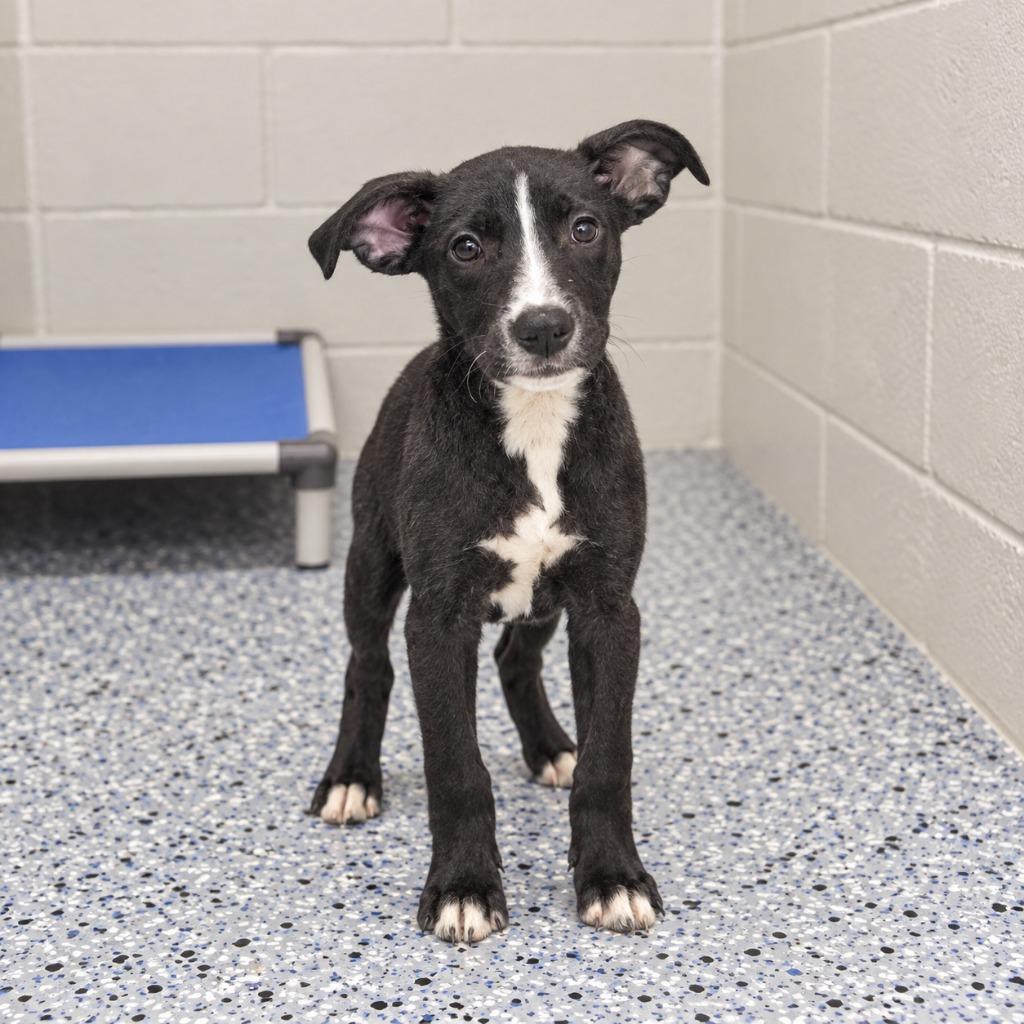 Enlarge Suki, a Adoptable mixed breed in Seven Points, TX image 1/1