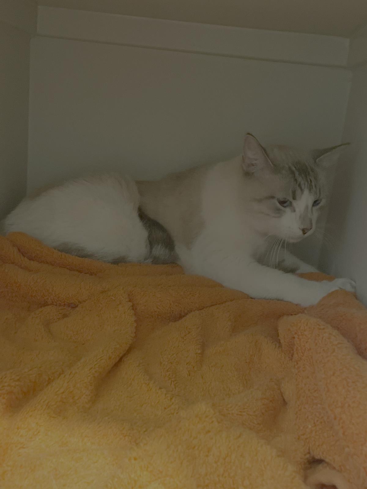 Stevie Goosey, Adoptable, Adult Female Siamese & Tabby.