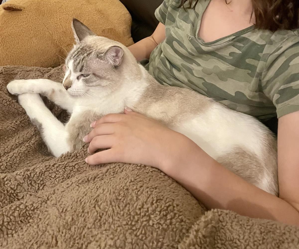 Enlarge Stevie Goosey, a Adoptable mixed breed in Chandler, AZ image 2/2