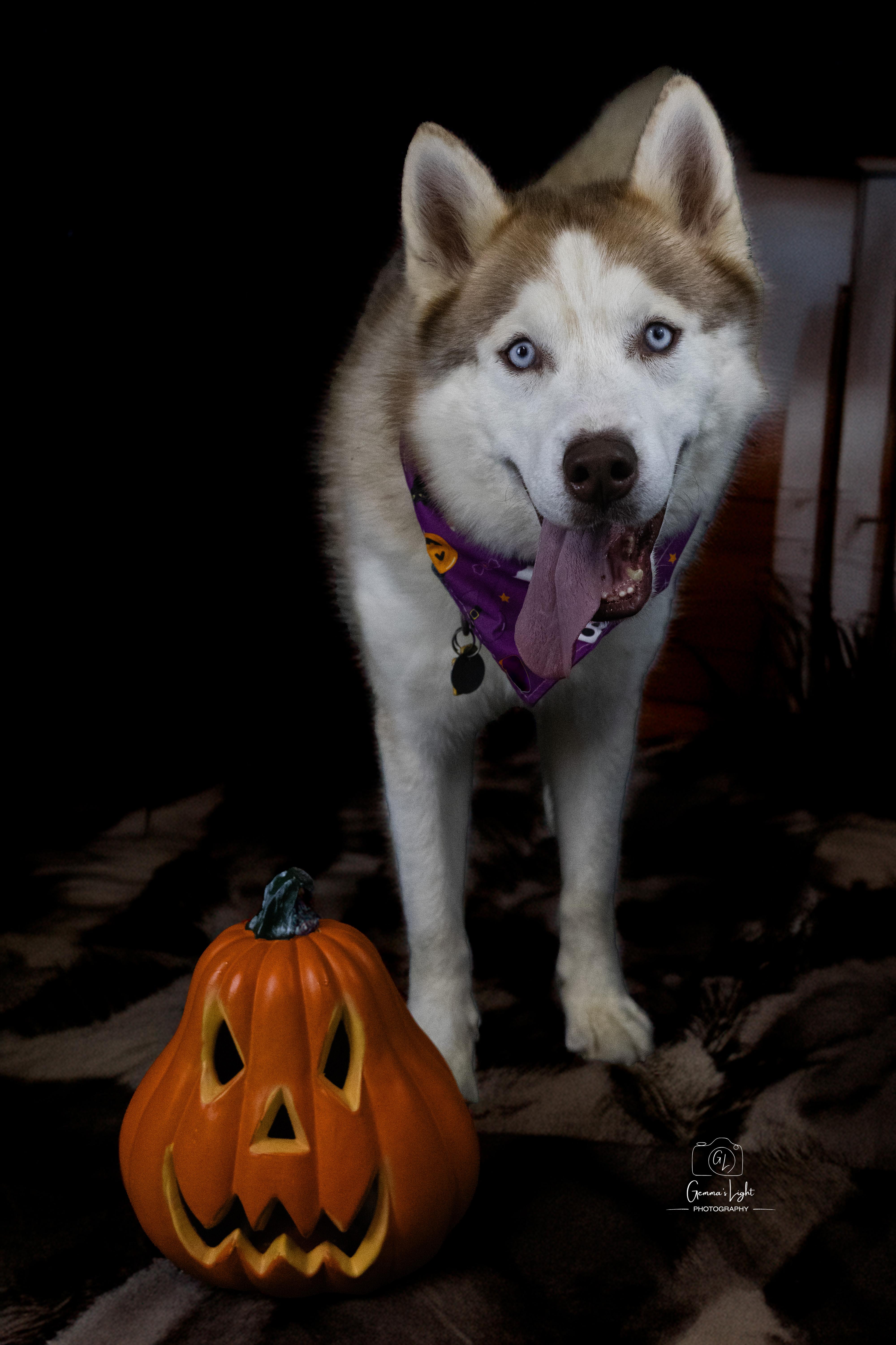 Jefe, a Adoptable Siberian Husky in Cleveland, OH image 4/6