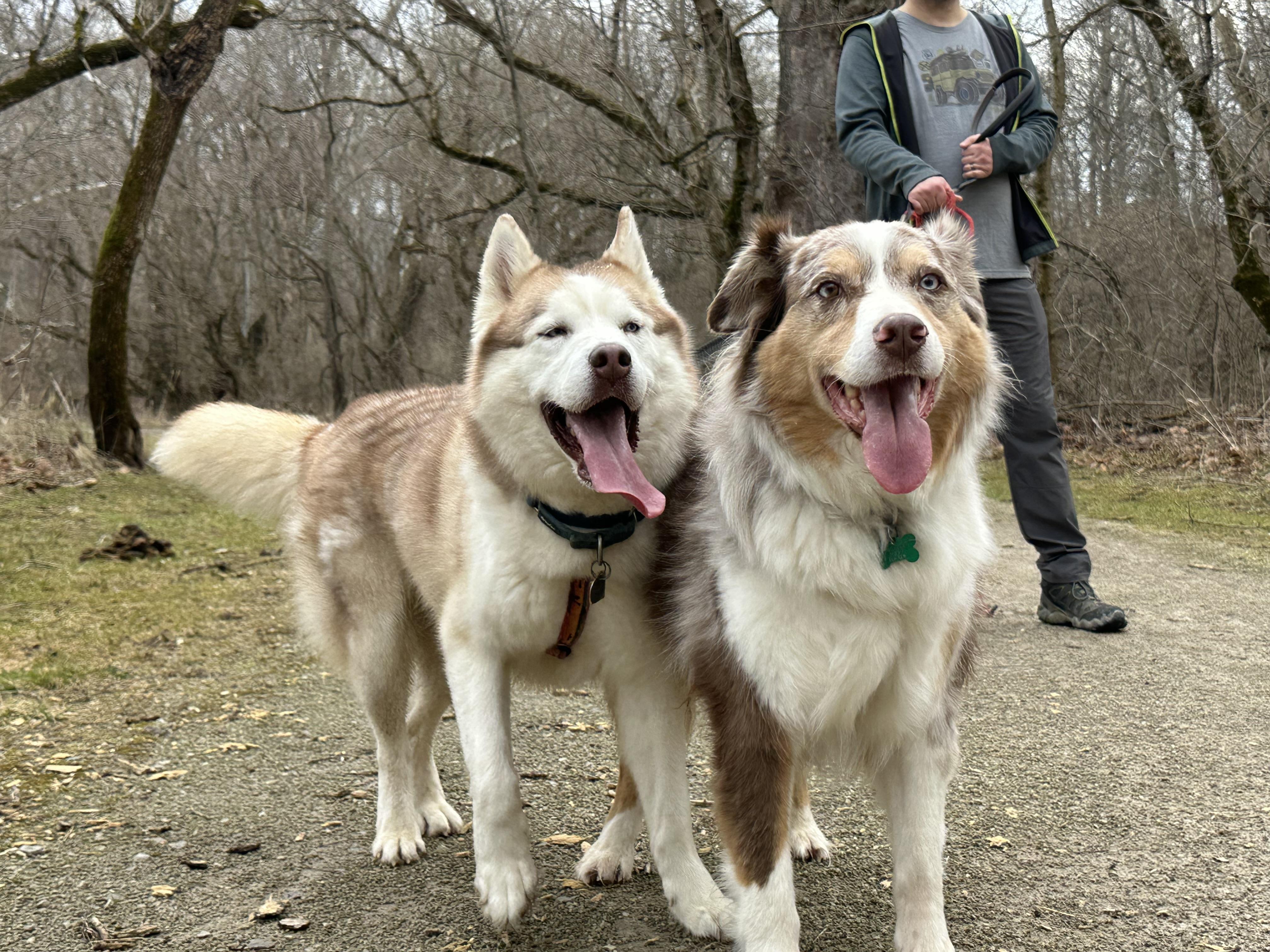 Jefe, Adoptable, Adult Male Siberian Husky.