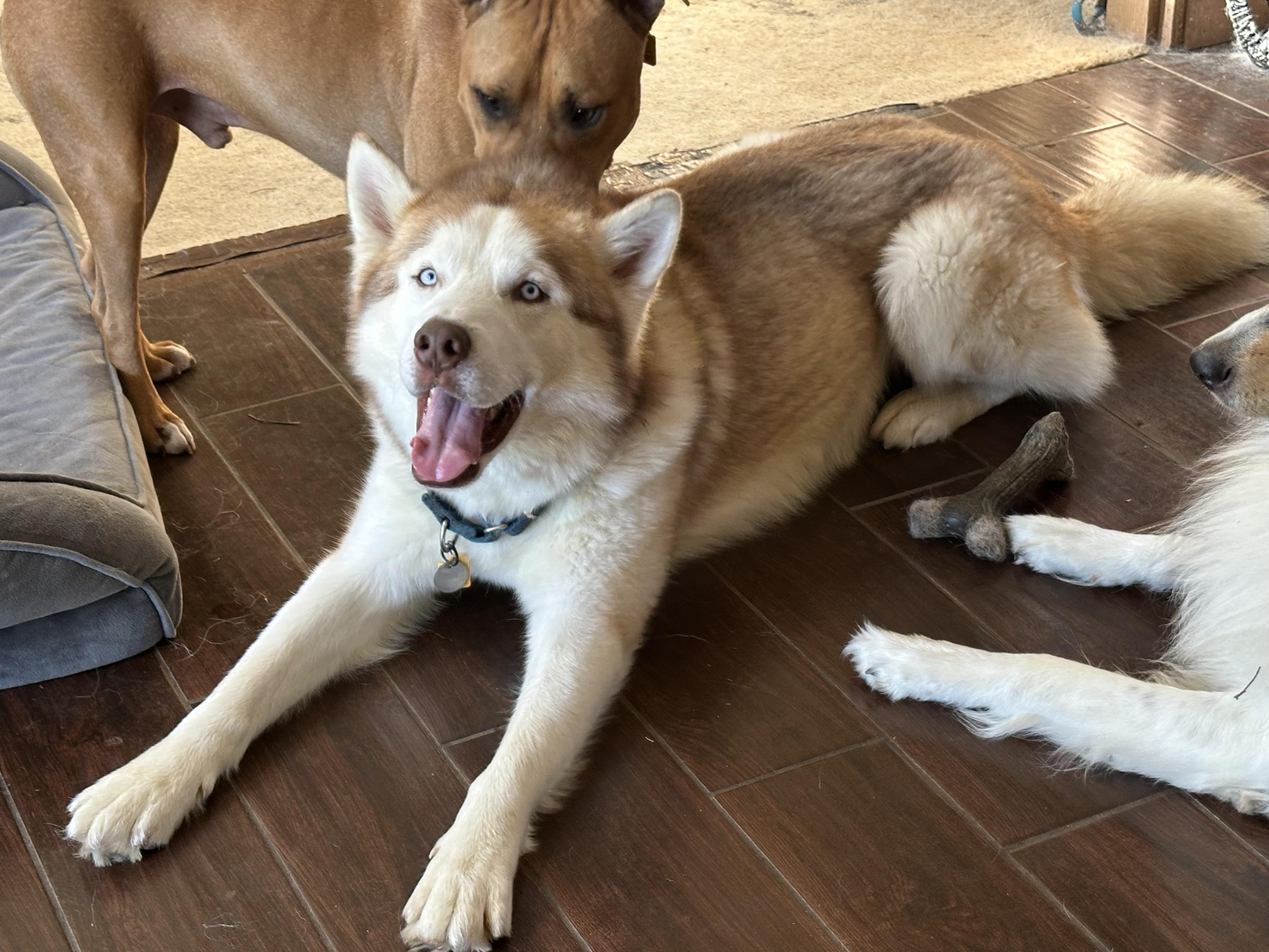 Jefe, a Adoptable Siberian Husky in Cleveland, OH image 6/6
