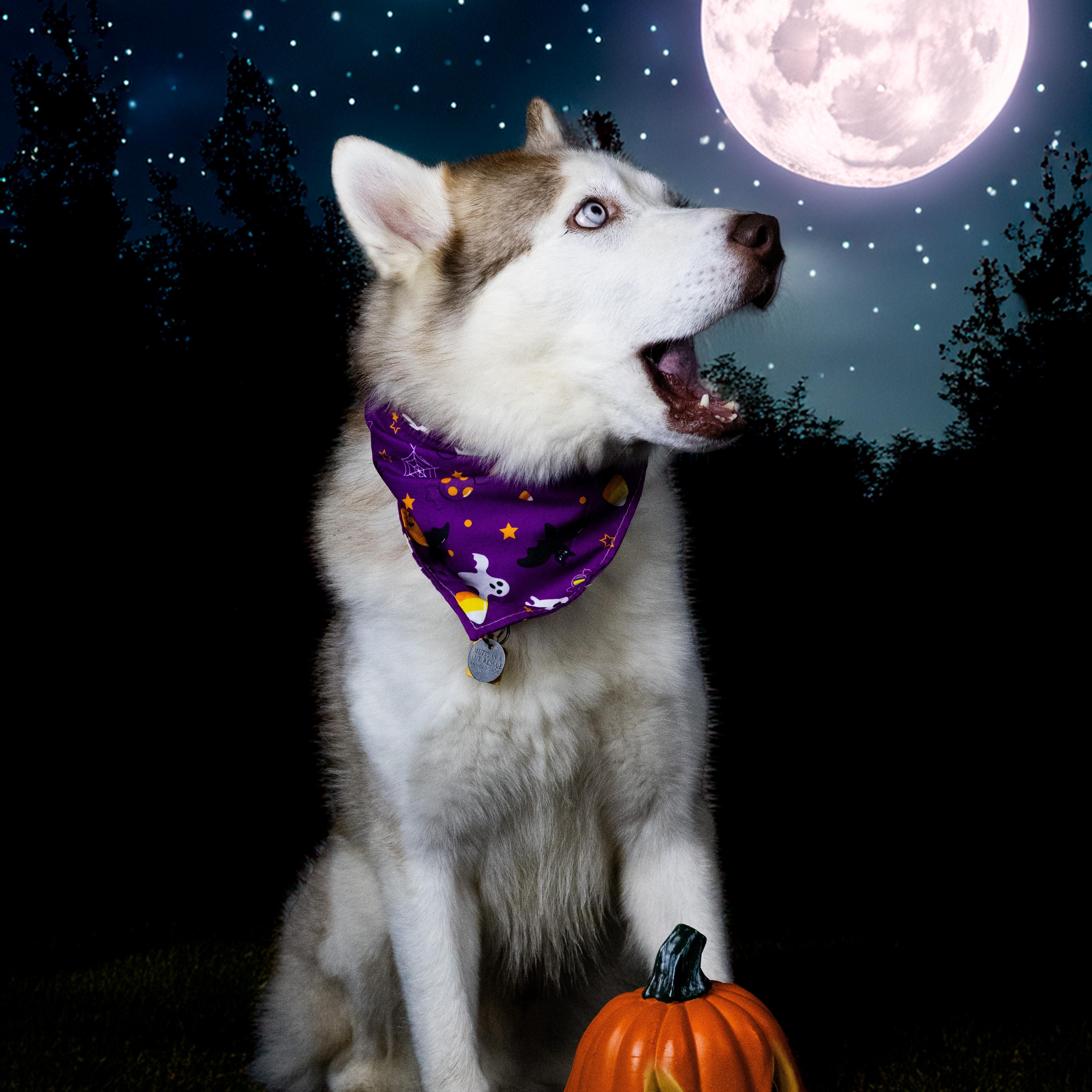 Jefe, a Adoptable Siberian Husky in Cleveland, OH image 1/6