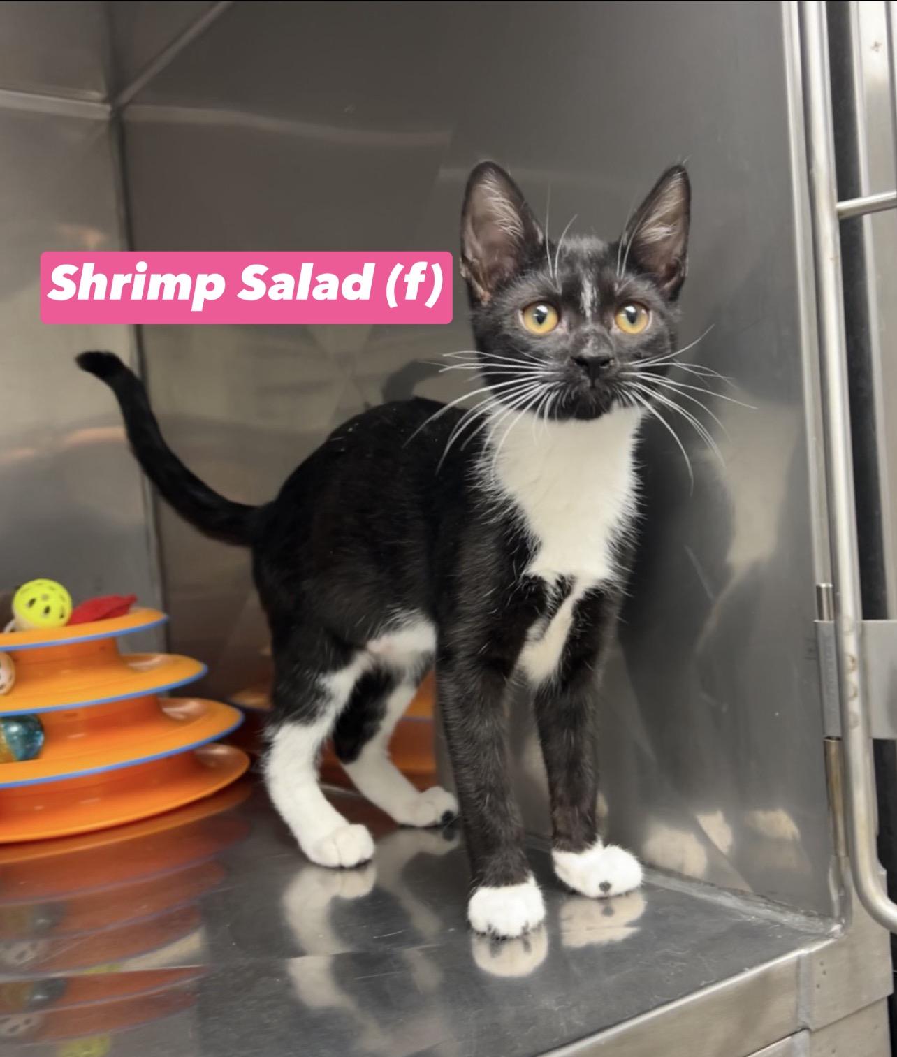 Shrimp Salad, Adoptable, Kitten Female Domestic Short Hair & Bombay.