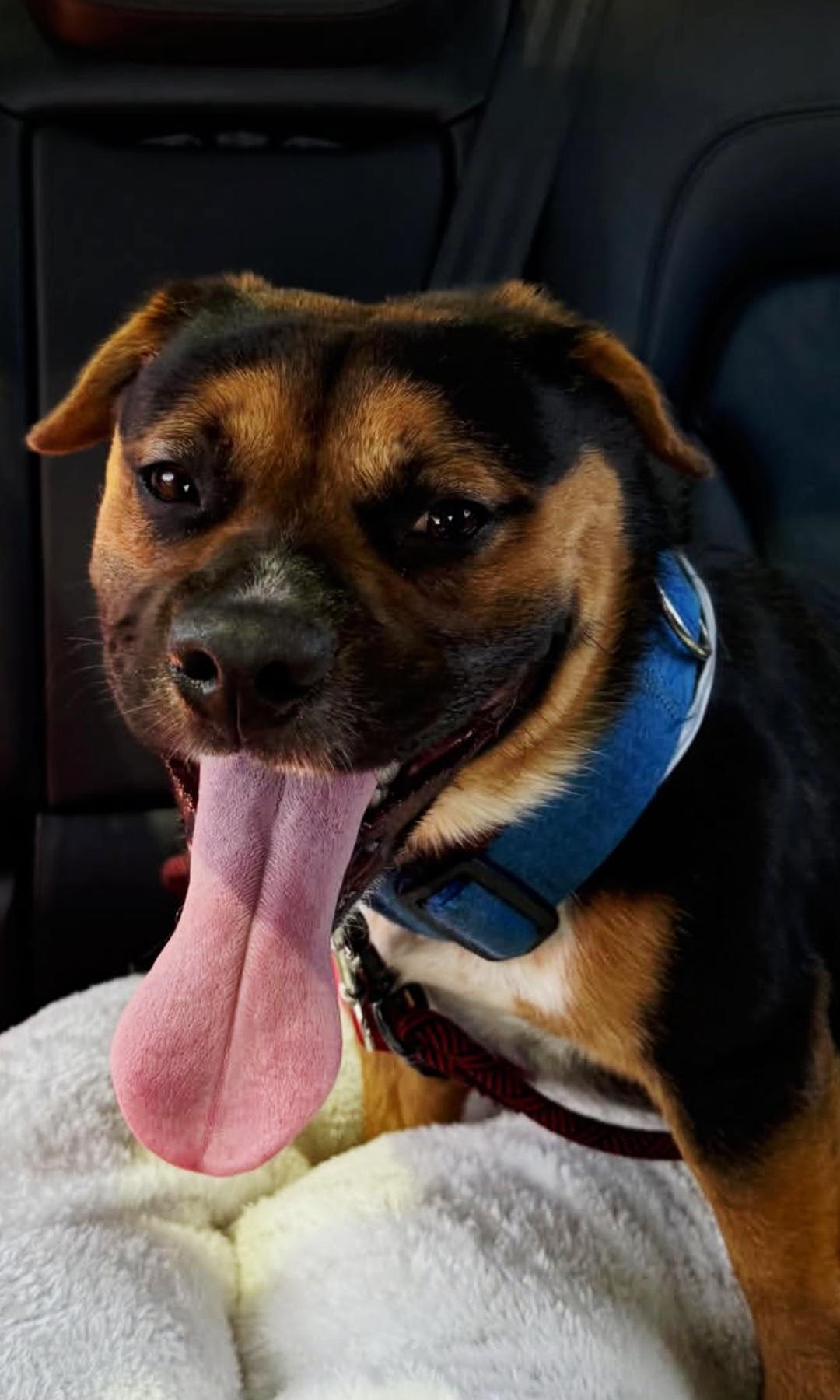 Little Ranger shortstack, ADOPTABLE, Young Male Rottweiler & Dachshund.