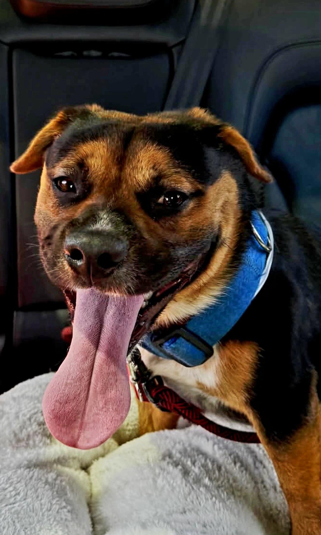 Enlarge Luciano shortstack swimmer, a Adoptable mixed breed in Huntington Beach, CA image 1/3