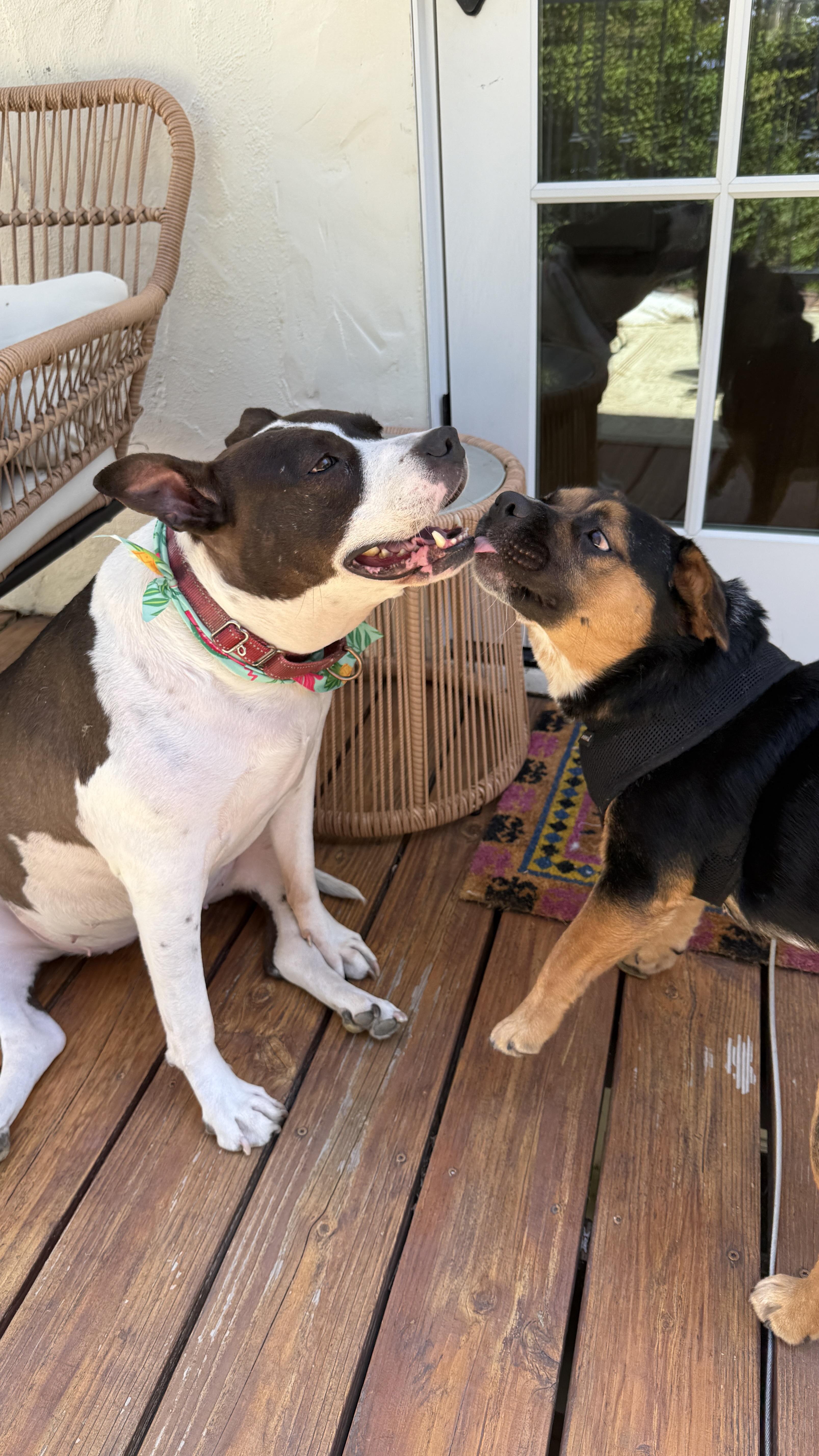 Little Ranger shortstack, a ADOPTABLE mixed breed in Hermosa Beach, CA image 2/2